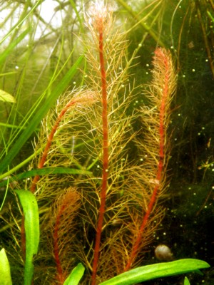 Myriophyllum tuberculatum